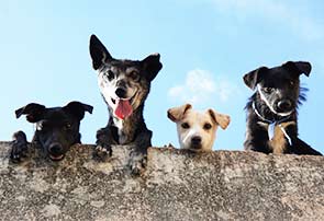 hundeversicherungen