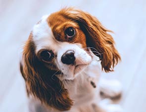 hundehaftpflicht