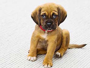 Hundewelpen